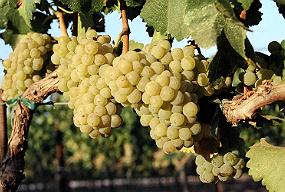 About Winery & Vineyard