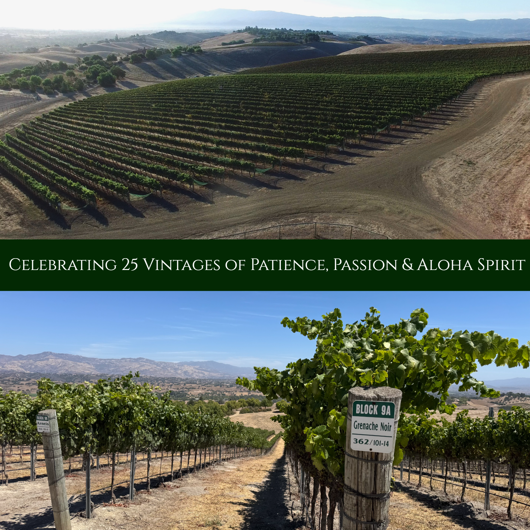 Scenic view of lush vineyard rows on rolling hills at Kaena Wine Co, showcasing premium wine grape cultivation