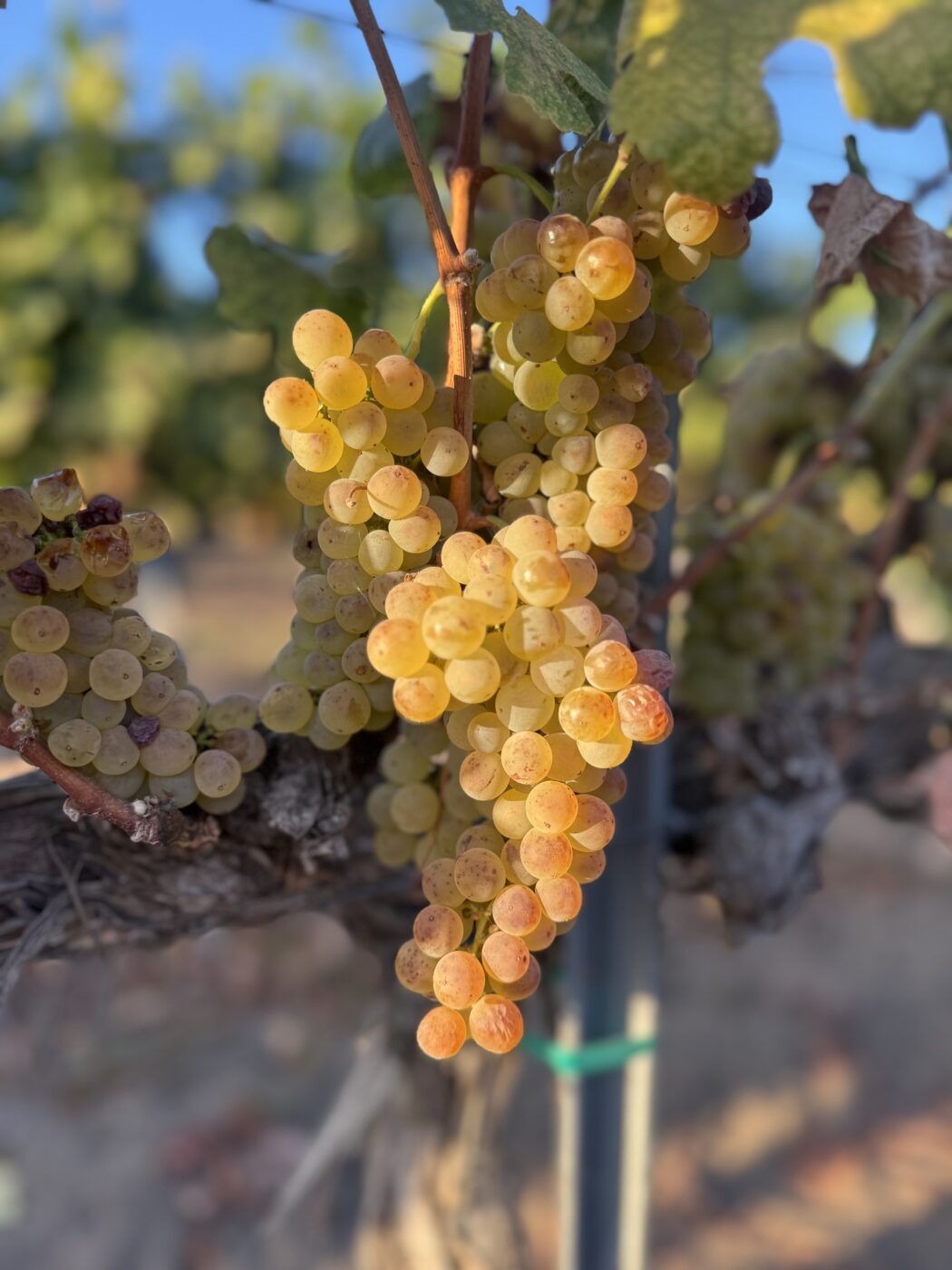 Close-up of ripe white grapes on a vine at Kaena Wine Co in a vineyard.